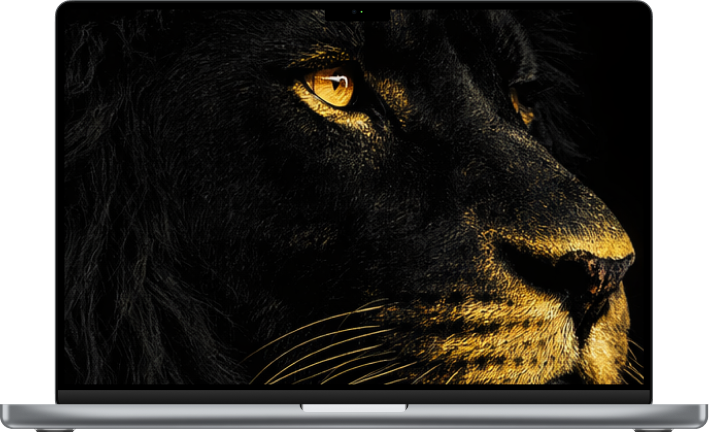 Lion Tattoo Studio